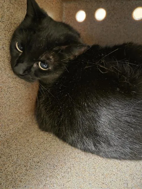A senior large-sized female Domestic Short Hair cat named Chickieboo for adoption in Kent, WA