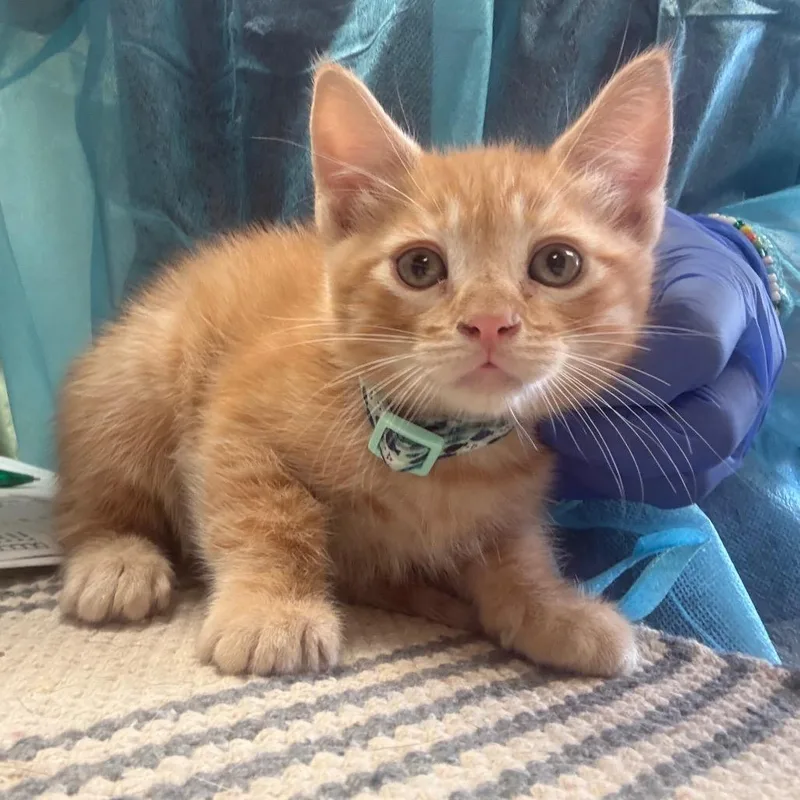 A baby small-sized male Orange / Red Domestic Short Hair cat named Goten W Gohen for adoption in Flagstaff, AZ
