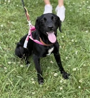 A baby medium-sized female Black Labrador Retriever dog named Rori for adoption in Andover, MA