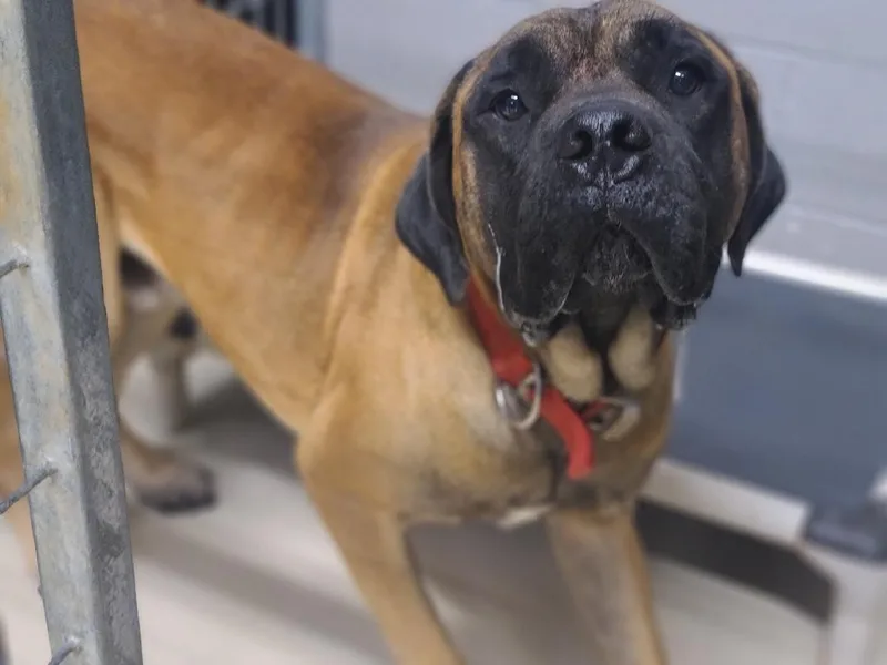 An adult medium-sized male Bullmastiff dog named Manny for adoption in Dandridge, TN