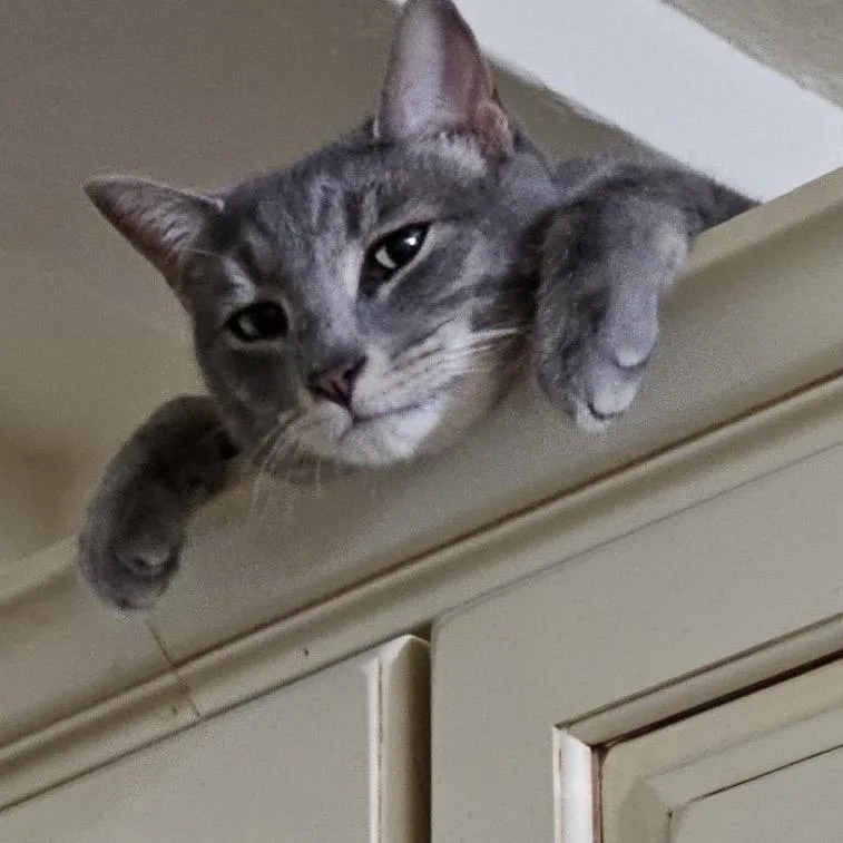 An adult large-sized male Gray / Blue / Silver Domestic Short Hair cat named Fitufino for adoption in New York, NY
