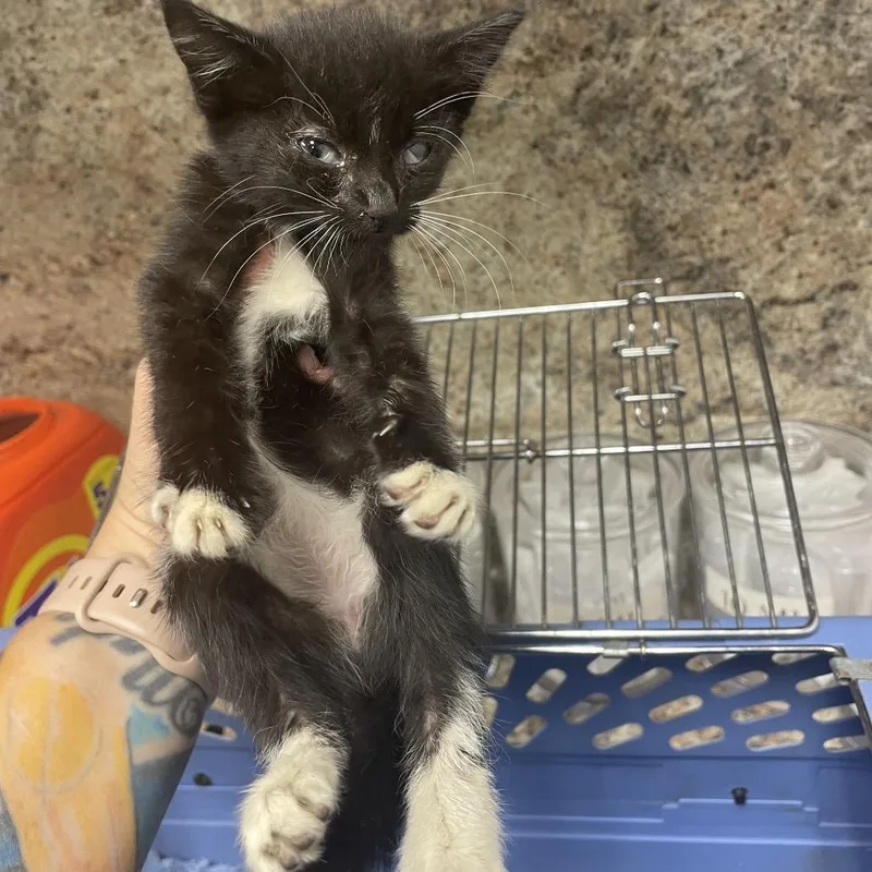 A baby small-sized female Black Domestic Short Hair cat named Mercedes for adoption in Dickinson, TX