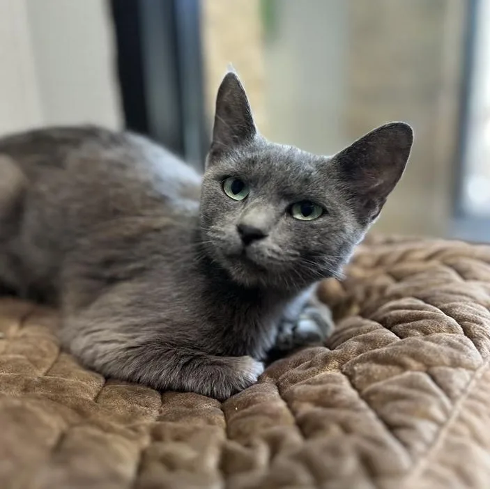 Willow