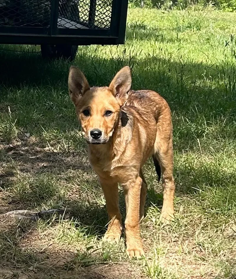 A baby small-sized female Mixed Breed dog named Lisa for adoption in Oxford, NC