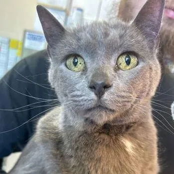 A senior large-sized female Gray & White Domestic Short Hair cat named Baddie for adoption in Elyria, OH