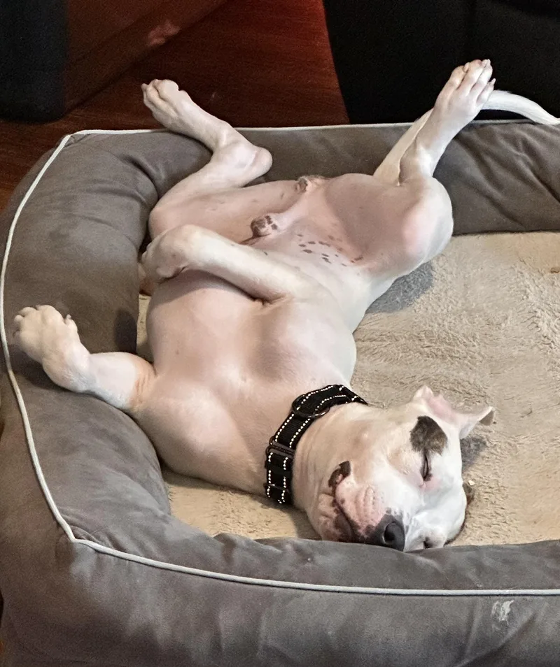 A young medium-sized male White / Cream American Staffordshire Terrier dog named Louie for adoption in Chandler, AZ