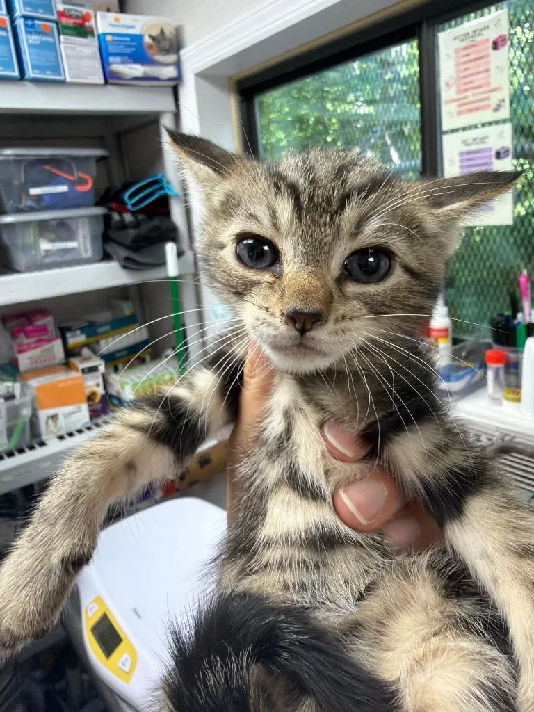 A baby medium-sized female Domestic Short Hair cat named Peggy O for adoption in Pomona, NY