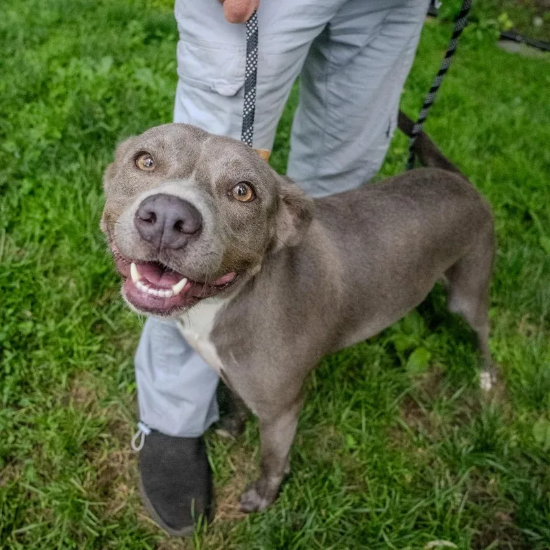 An adult medium-sized female Gray / Blue / Silver American Bulldog dog named Gemma for adoption in Pawling, NY