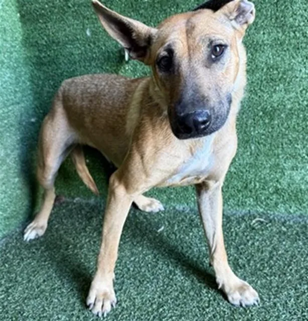 An adult medium-sized female German Shepherd Dog dog named A for adoption in Lancaster, CA