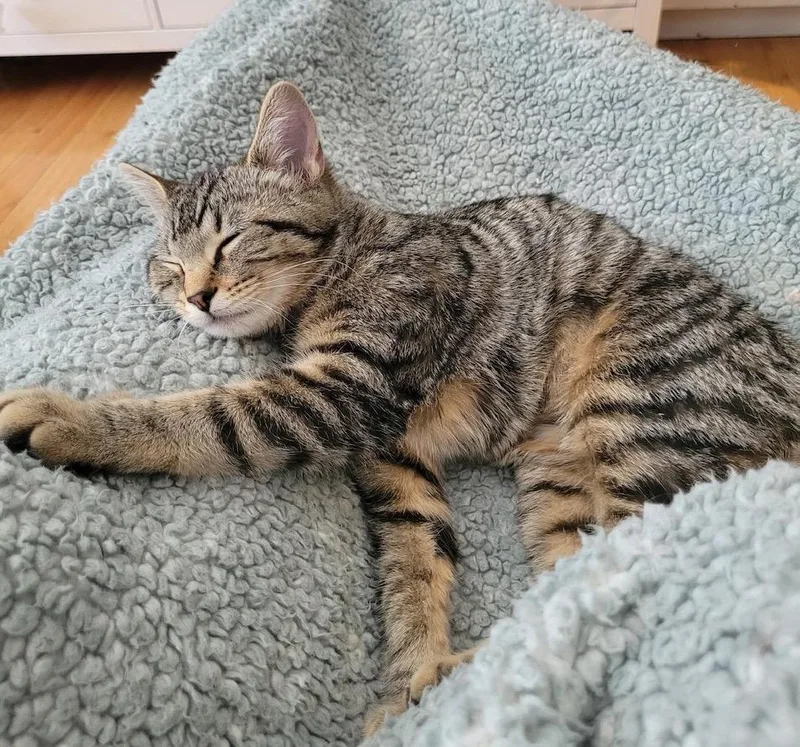 Primrose thumbnail 2