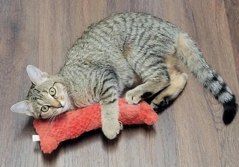 Primrose thumbnail 3