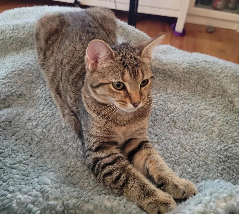 Primrose thumbnail 4