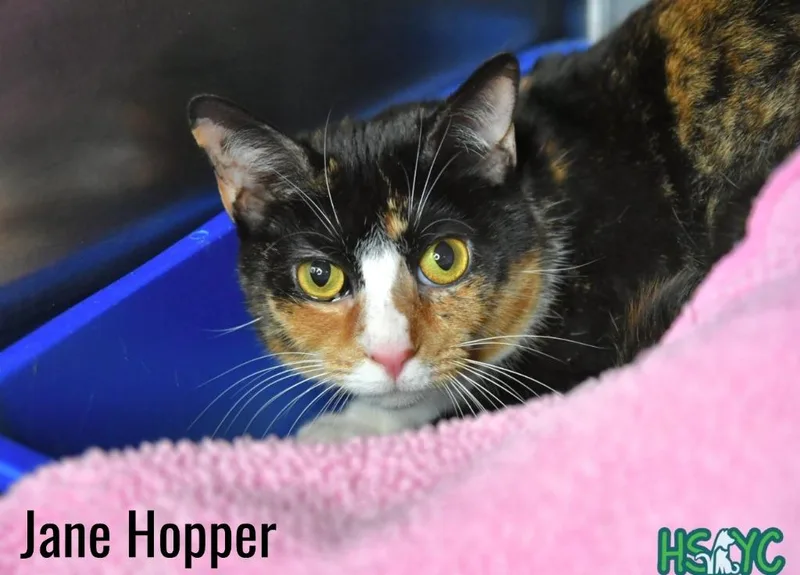 Jane Hopper thumbnail 2