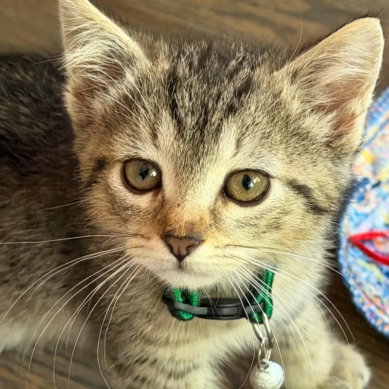 A baby small-sized male Brown / Chocolate Domestic Short Hair cat named Harry for adoption in Brevard, NC