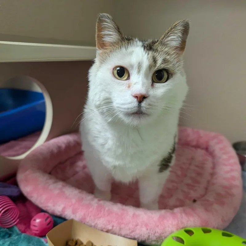 A senior large-sized female White Domestic Short Hair cat named Lilly for adoption in Fredericksburg, VA
