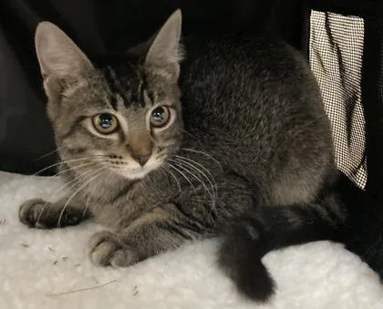 A baby small-sized male Domestic Short Hair cat named Nermal for adoption in Honolulu, HI