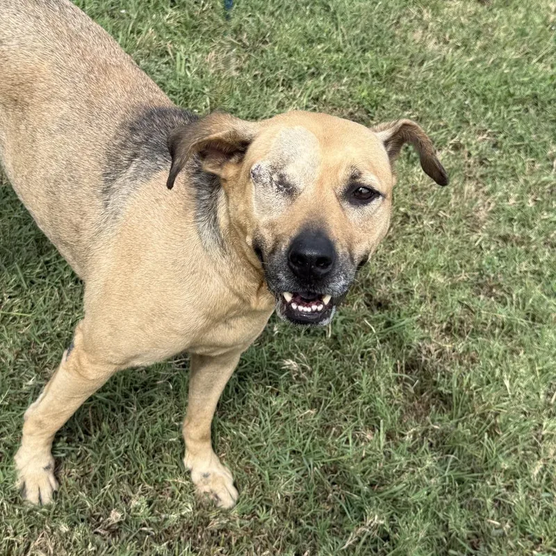 An adult medium-sized female Mixed Breed dog named Reese for adoption in Brenham, TX