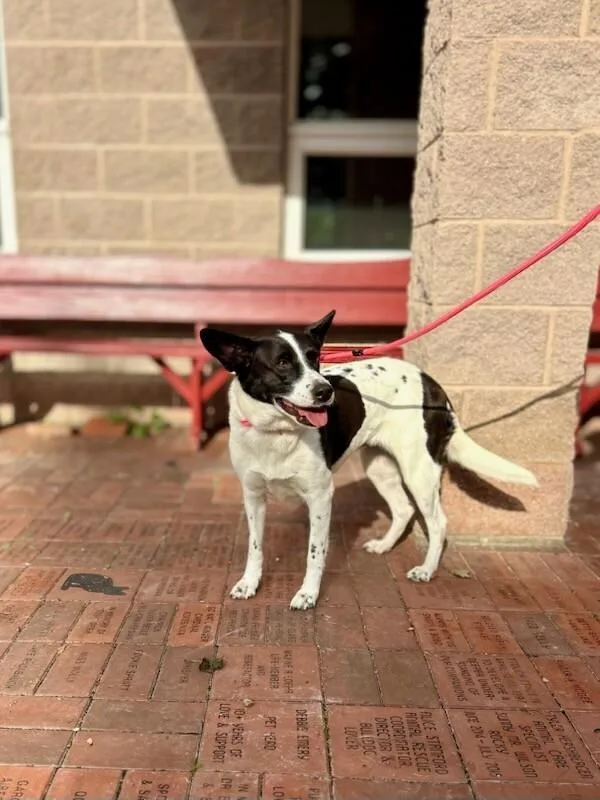 An adult medium-sized female White / Cream Mixed Breed dog named Rosie for adoption in Wooster, OH