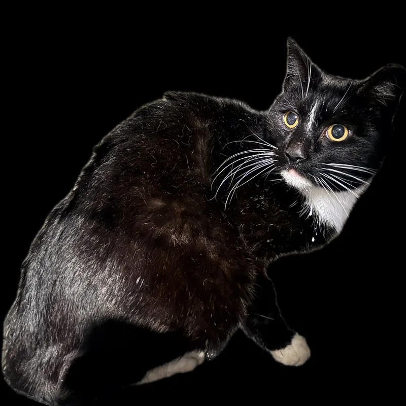 An adult medium-sized male Black & White / Tuxedo Domestic Short Hair cat named Glenn for adoption in Cleveland, OH