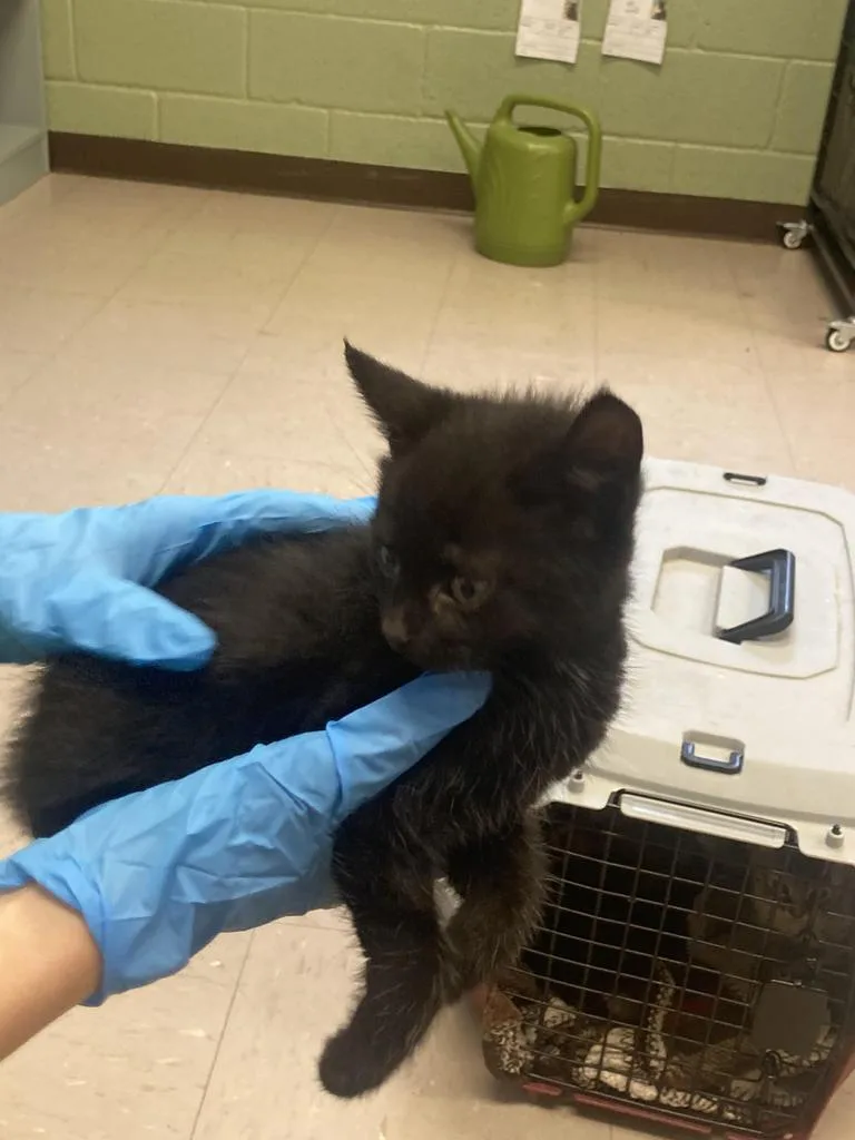 A baby medium-sized male Domestic Short Hair cat named Larimore for adoption in Burnsville, NC