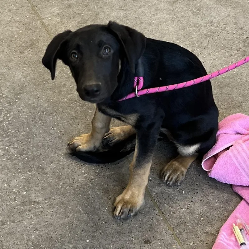 A baby medium-sized female Black Mixed Breed dog named Wendy for adoption in Las Cruces, NM