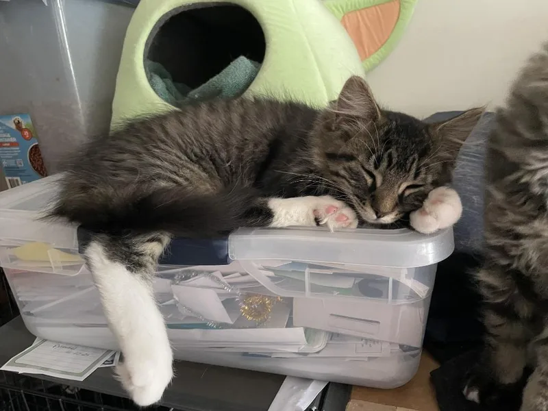 A baby medium-sized male Domestic Short Hair cat named Mork for adoption in St. Cloud, MN