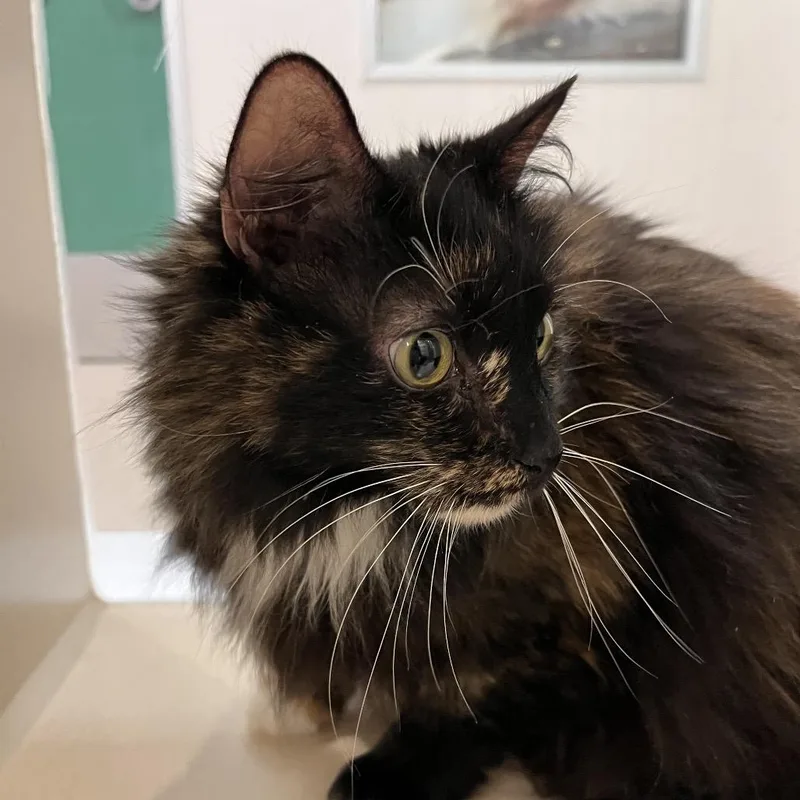 A senior large-sized female Calico Domestic Long Hair cat named Nova for adoption in Reno, NV