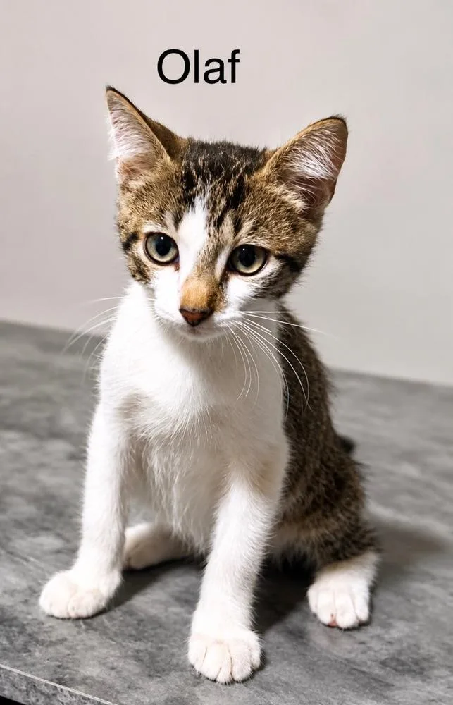 A baby small-sized male Black & White / Tuxedo Tabby cat named Olaf for adoption in Fern Park, FL