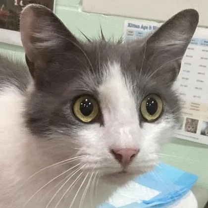 An adult medium-sized male Domestic Short Hair cat named Kevin for adoption in Cincinnati, OH