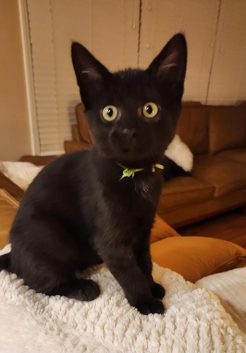 A baby medium-sized female Black Domestic Short Hair cat named Chartreuse for adoption in Omaha, NE