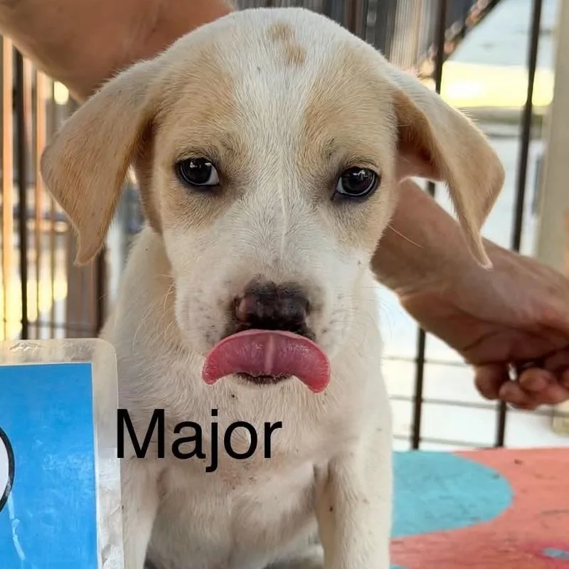 Major
