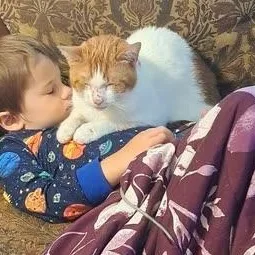 An adult small-sized male Orange & White Domestic Short Hair cat named CheezIt for adoption in Allison Park, PA