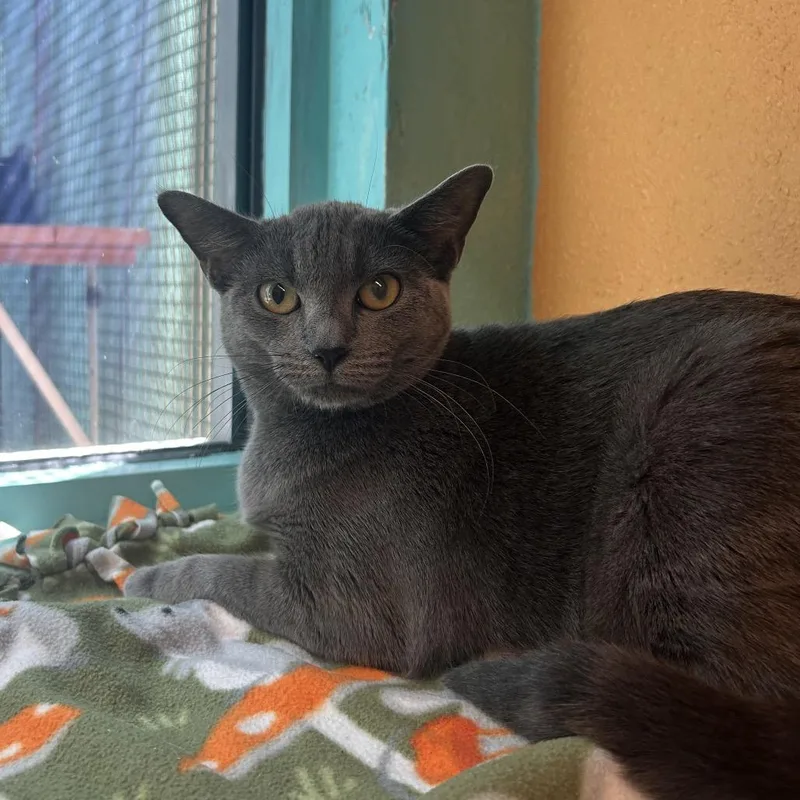 A young medium-sized female Gray / Blue / Silver Domestic Short Hair cat named Cebollita for adoption in Fresno, CA