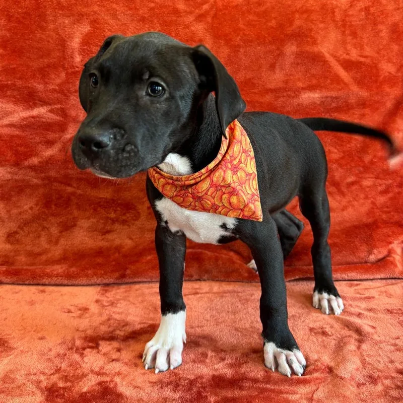 A baby medium-sized male Brown / Chocolate Boxer dog named Ranger for adoption in Smithville, TN