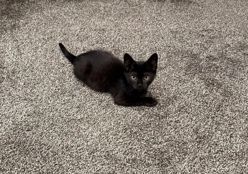 A baby small-sized male Black Domestic Short Hair cat named Sir Blake Moonwhisker for adoption in Union Grove, WI