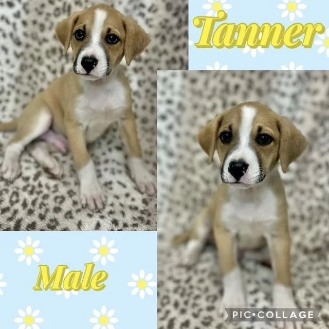 Tanner