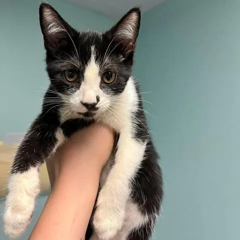 A baby small-sized female Black Domestic Short Hair cat named Lady for adoption in Edwardsville, IL