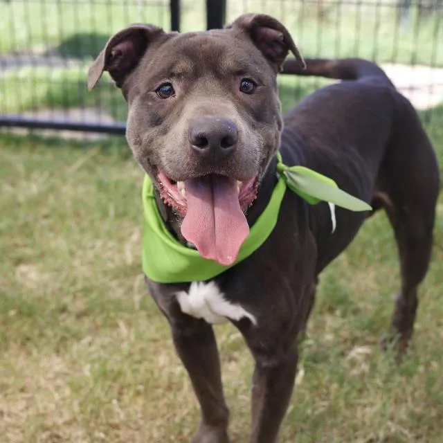 An adult large-sized male American Staffordshire Terrier dog named Ozzy for adoption in San Antonio, TX