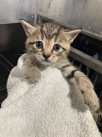 A baby small-sized female Domestic Short Hair cat named Mercury for adoption in Dallas, TX
