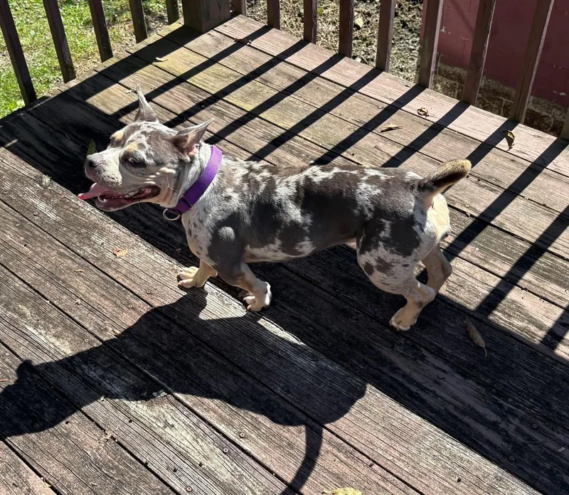An adult medium-sized female Merle (Blue) American Bully dog named Piper for adoption in Greensburg, PA