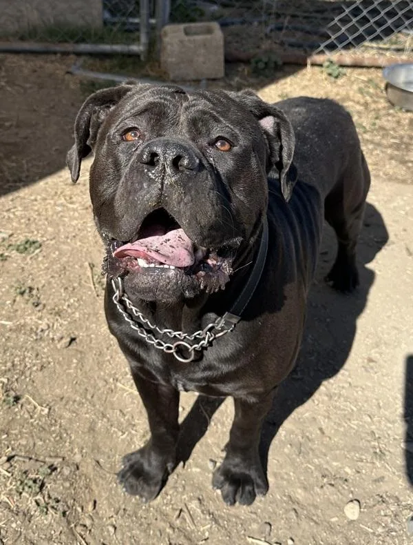 An adult extra large-sized male Mastiff dog named Mater for adoption in Napa, CA