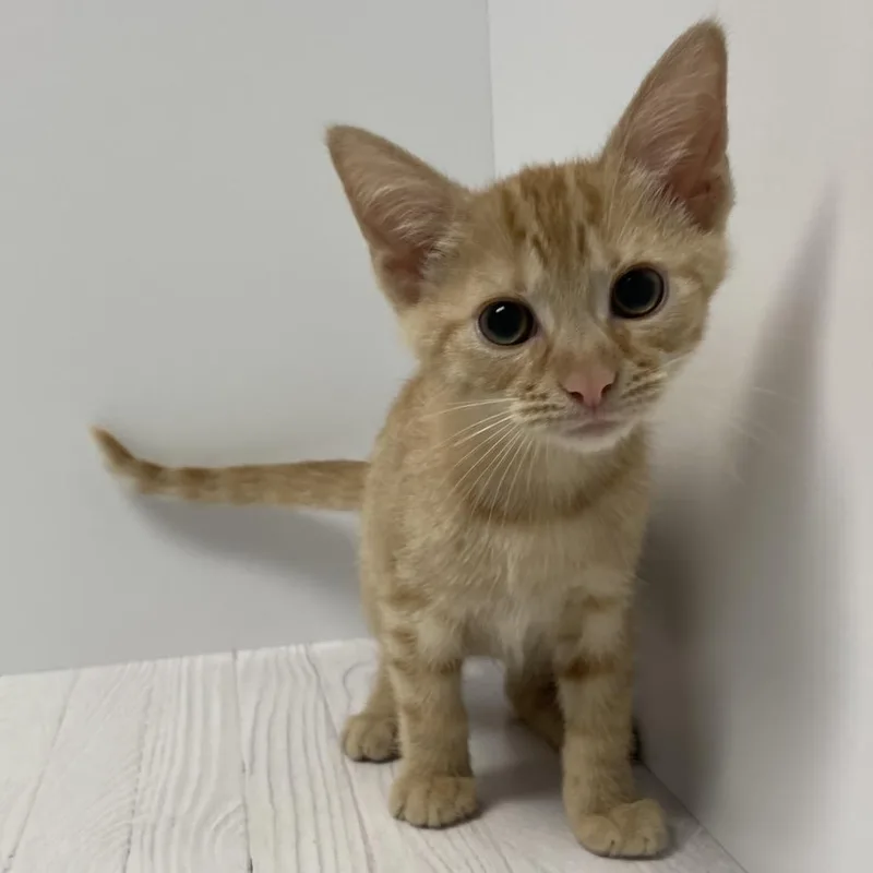 A baby small-sized male Orange / Red Domestic Short Hair cat named Johnny for adoption in Dayton, OH
