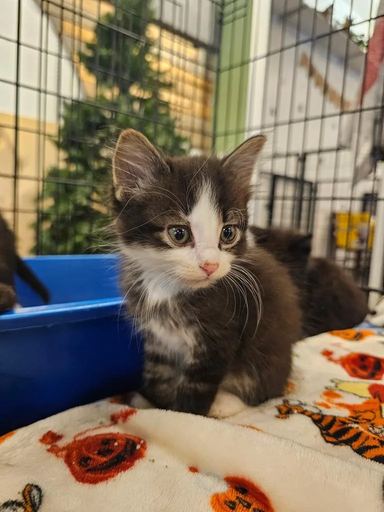 A baby medium-sized male Domestic Short Hair cat named Bongo for adoption in St. Cloud, MN