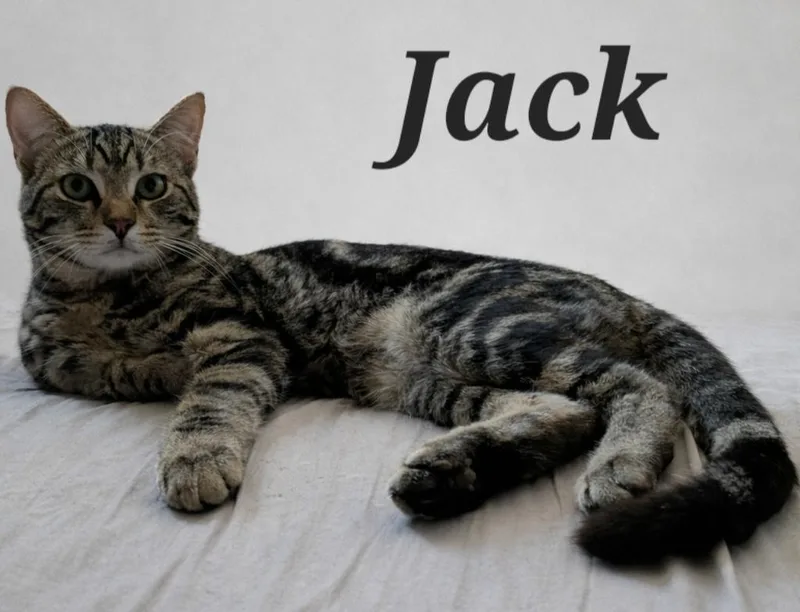 A baby small-sized male Tabby (Brown / Chocolate) Domestic Short Hair cat named Jack for adoption in Monroeville, PA