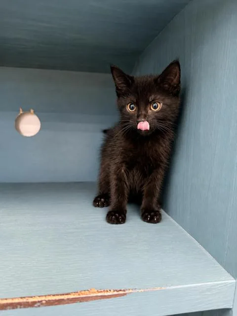 A young medium-sized male Black Domestic Short Hair cat named Navajo for adoption in Houston, TX