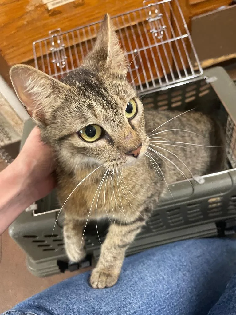 A young medium-sized female Domestic Short Hair cat named Ingrid for adoption in Chico, CA