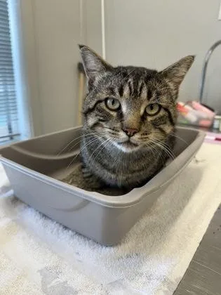 An adult large-sized male Domestic Short Hair cat named Pluto for adoption in Lafayette, IN