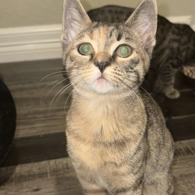 A baby small-sized female Tabby (Brown / Chocolate) Domestic Short Hair cat named Luna for adoption in Liverpool, TX