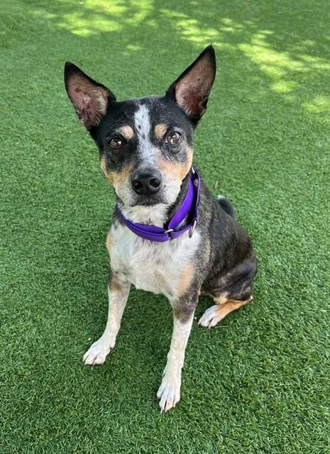 A senior medium-sized female Australian Cattle Dog / Blue Heeler dog named Lilo for adoption in Naples, FL