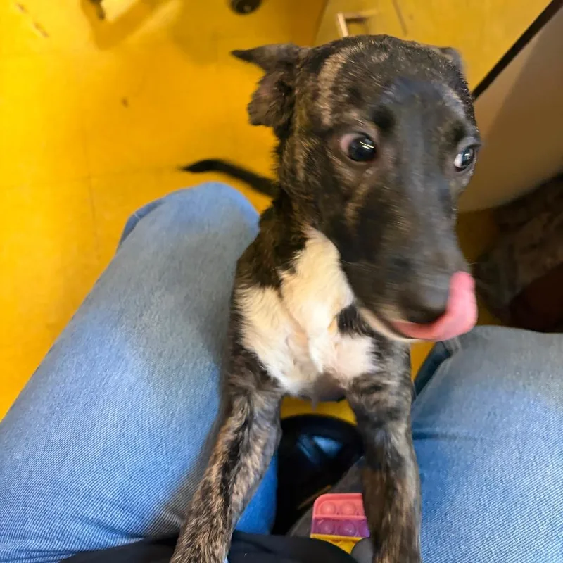 A young small-sized male Brown / Chocolate Mixed Breed dog named Hushpuppy for adoption in Pittsburgh, PA